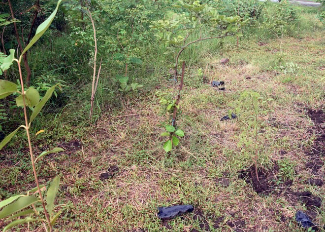 Bhopal News: ‘Ek Bagiya Maa Ke Naam’; BMC To Plant 50,000 More Saplings