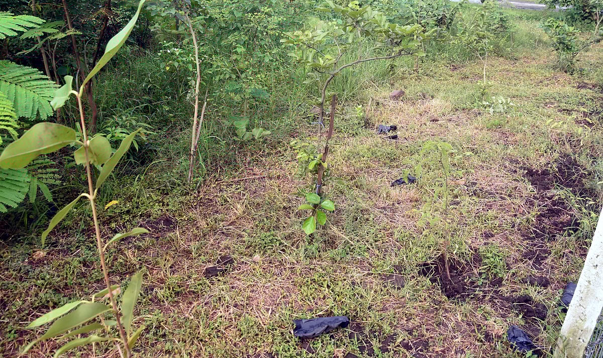 Bhopal News: ‘Ek Bagiya Maa Ke Naam’; BMC To Plant 50,000 More Saplings