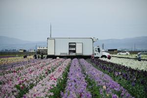 Flower fields in Lompoc enjoy light rain