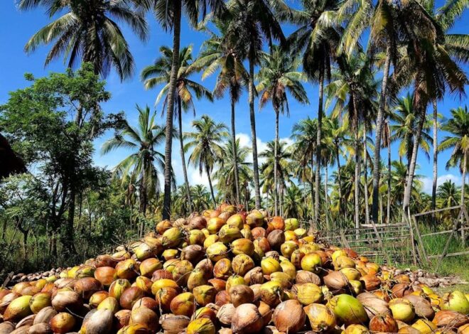Coconut exports seen to grow 15%