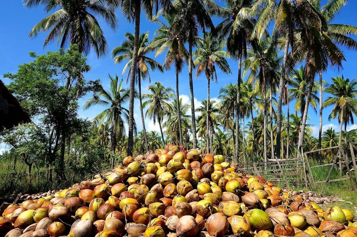 Coconut exports seen to grow 15%