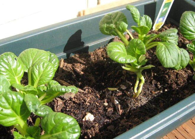 How to grow tatsoi at home
