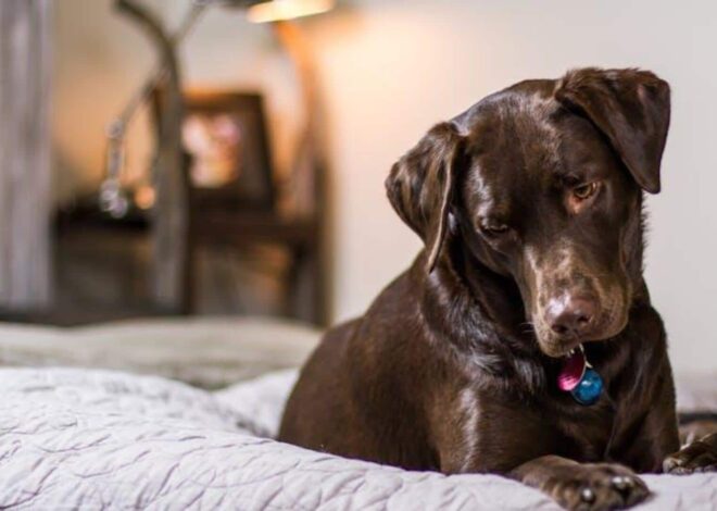 How to keep your dog’s bed clean