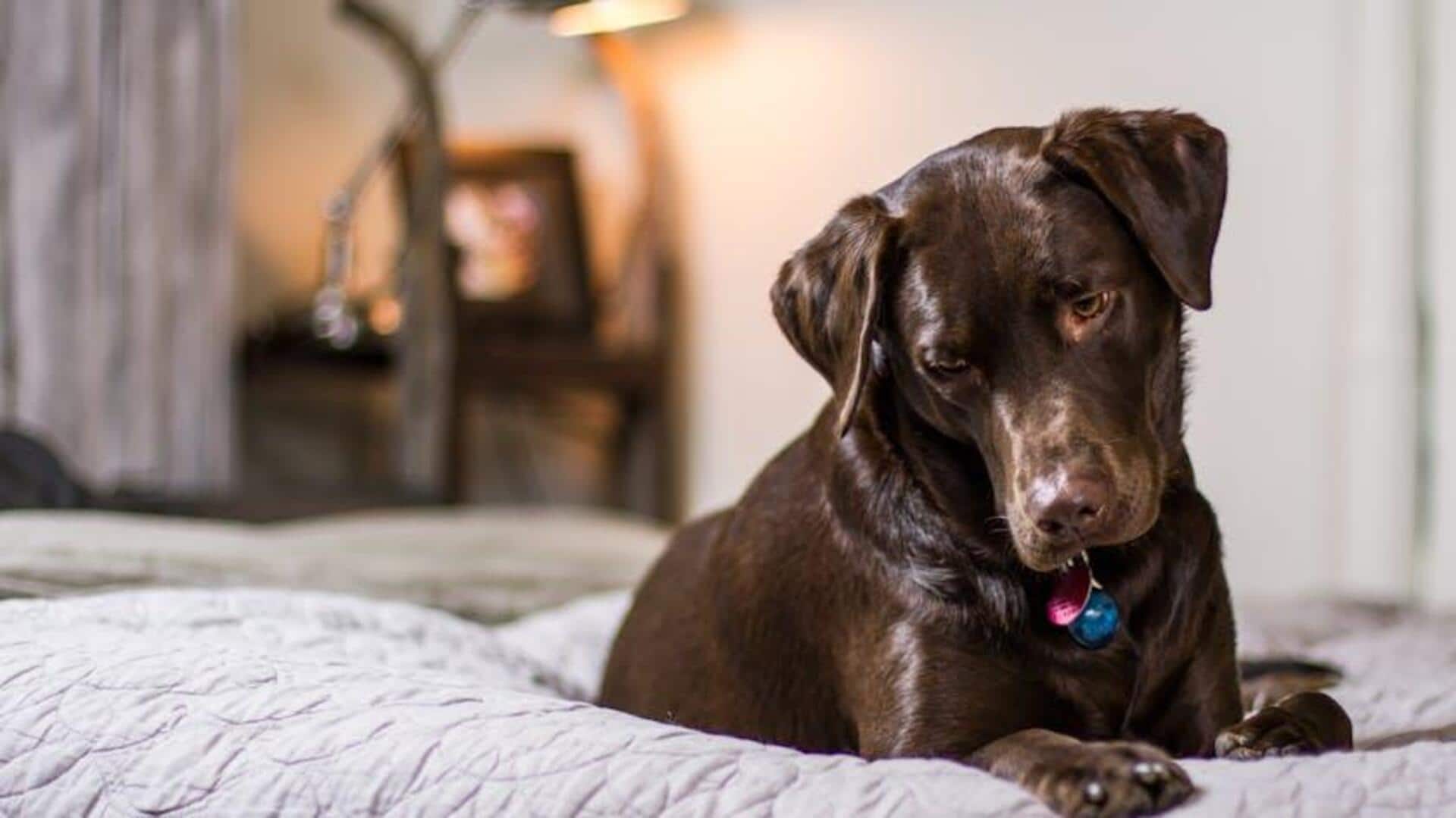 How to keep your dog’s bed clean
