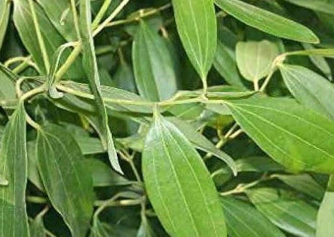 Here’s how you can grow bay leaves at home