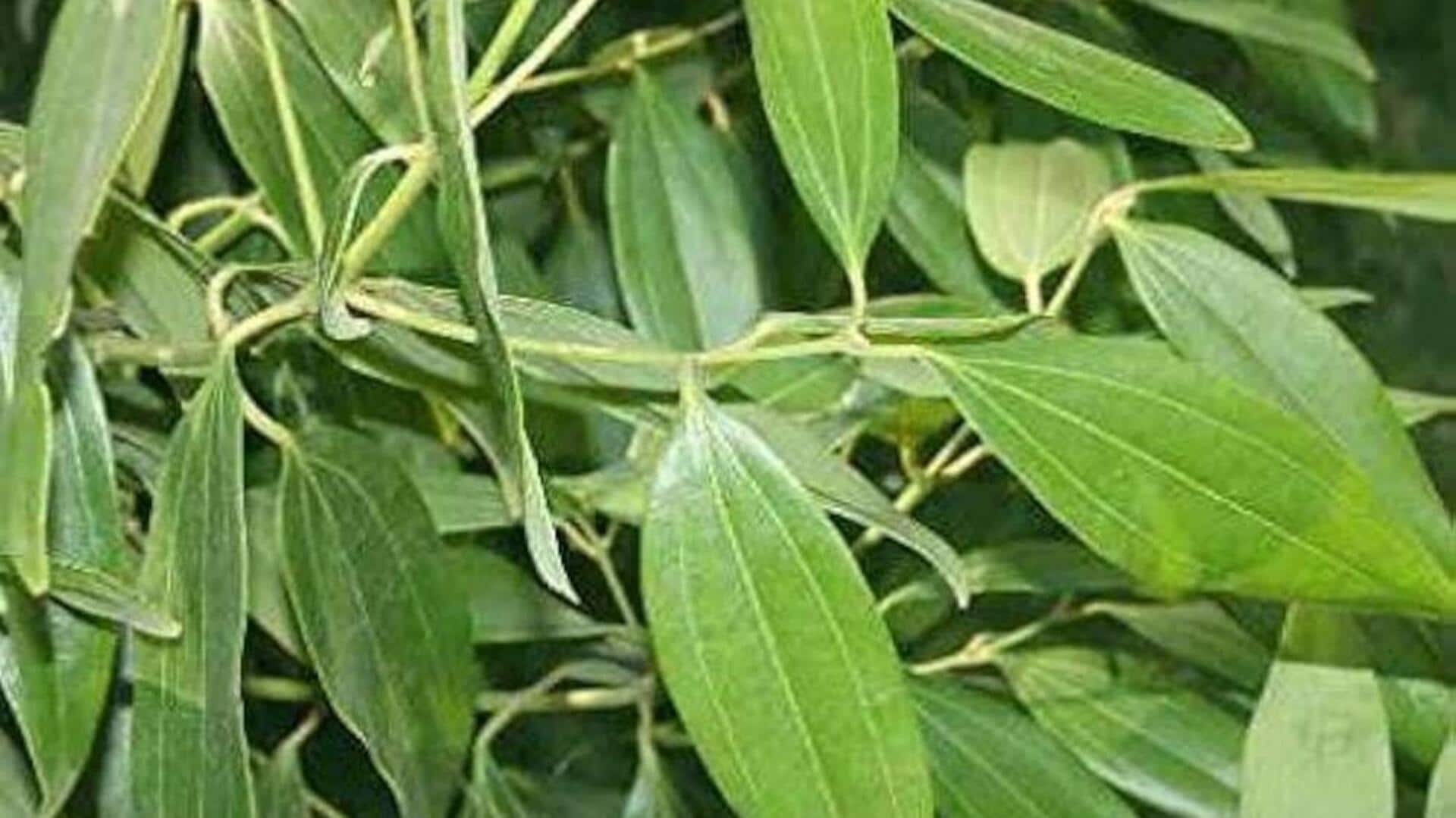Here’s how you can grow bay leaves at home
