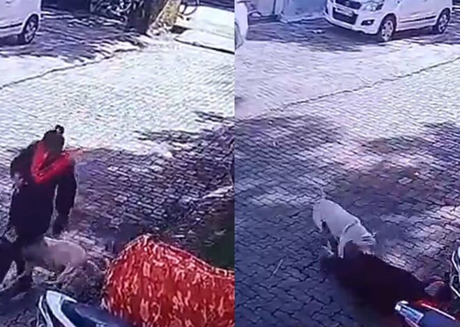 Mumbai News: Woman Attacked By Stray Dog In Borivali’s Old MHB Colony; Video