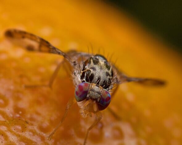 Fruits flies will be ‘trapped’ if you add washing up liquid to one common ingredient