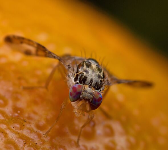Fruits flies will be ‘trapped’ if you add washing up liquid to one common ingredient