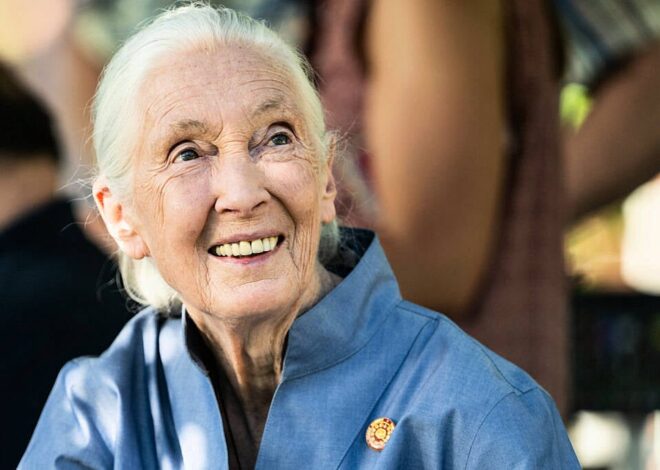 Jane Goodall: Conservationist renowned for groundbreaking chimpanzee research