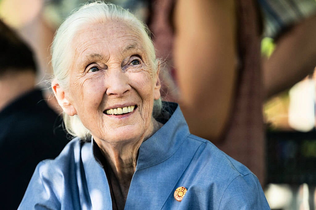 Jane Goodall: Conservationist renowned for groundbreaking chimpanzee research