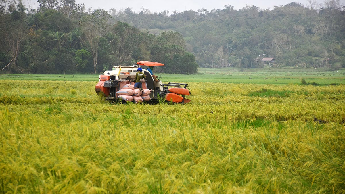 DA seeks doubling of crop insurance subsidy to P8B