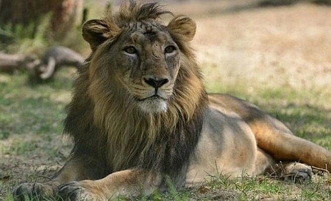 Chennai Zoo Drama: Young Lion Sheryaar’s Midnight Walk Sparks Nationwide Speculation On Freedom And Loneliness