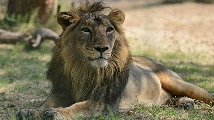 Chennai Zoo Drama: Young Lion Sheryaar’s Midnight Walk Sparks Nationwide Speculation On Freedom And Loneliness