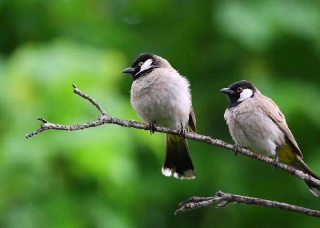 Birdwatching in Assam: Top national parks to explore