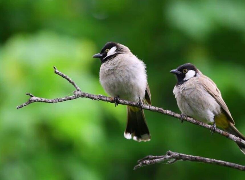Birdwatching in Assam: Top national parks to explore