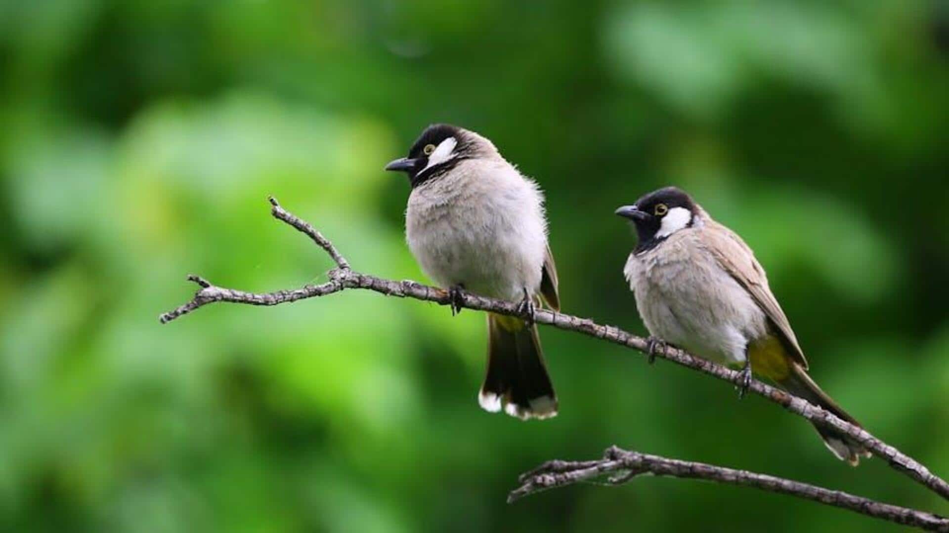 Birdwatching in Assam: Top national parks to explore