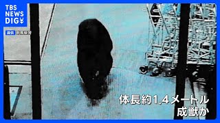 Bear Breaks Into Gunma Supermarket